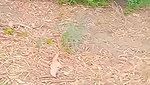 Indian girl Caught In A jungle