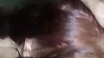 beautiful Paki wife blowjob and taking cum on face