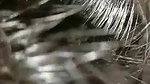 newly married Tamil couple blowjob sex under blanket