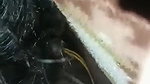 newly married Tamil couple blowjob sex under blanket