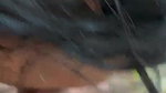 Sexy Horny Babe Giving Blowjob
