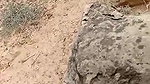 local Dehati randi giving blowjob in woods