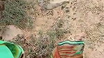 local Dehati randi giving blowjob in woods