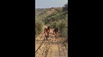 EPORNER COM   VvA7GvHgHxX Smriti Jain Viral Video In Khet 720 260504124226