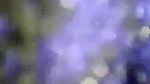 Indian Dehati girl quick sex with secret lover