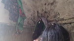 real Dehati wife nude show in bathroom 1