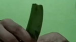 Horny Girl Masturbating With Cucumber Giving Blowjob