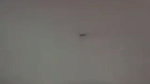 Bengali GF fucked by BF on cam