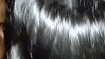 Sexy Cute Lankan Girl Blowjob