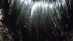 Sexy Cute Lankan Girl Blowjob