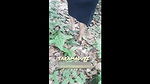 BIG ASS WIFE doggystyle in JUNGLE – Risky OUTDOOR SEX