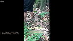 BIG ASS WIFE doggystyle in JUNGLE – Risky OUTDOOR SEX