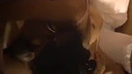 Desi escort girl