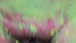 Holi special pussy fucking MMS