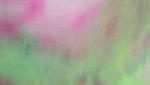 Holi special pussy fucking MMS