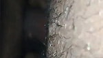 milking mature wife