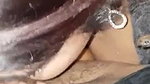 cute sexy dick sucker