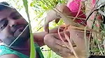 Bengali village girl