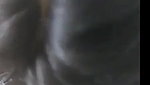 hot girl giving Blowjob to her boyfriend