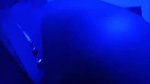 Paid Randi Sucking Customer Dick
