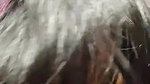 Neha 18 Stripchat Girl Full Nude Ass Dildo Ride On Fucking Night Show