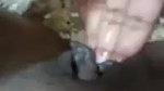 sex vc of lovers leaked