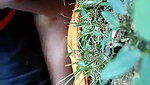 village girl fucked outdoors