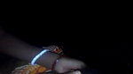 Bangla wife blowjob