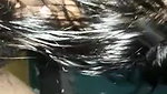 Bangla blowjob sex MMS