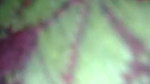 Village wife sex MMS