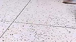 Indian Tango Live Sex