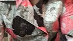 NRI lady sucking dick