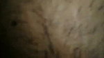 x5EOu6hO Rajasthani couple sex MMS