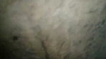 x5EOu6hO Rajasthani couple sex MMS