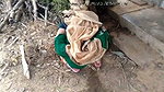 busty Bhabhi sexy video