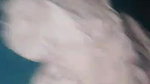 Pathan wife sex
