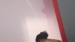 PRIYA BHABHI CUCKOLD 17