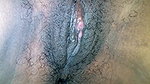 Harshi ejaculation