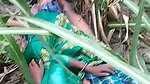 Dehati lovers