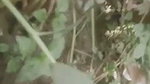 Dehati Desi Bhabhi fcucked