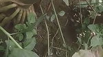 Dehati Desi Bhabhi fcucked