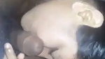 amateur Indian dick sucking