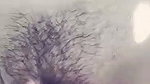 hairy Dehati pussy 1
