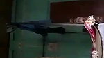 Dehati sex MMS clip