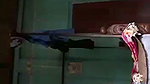 Dehati sex MMS clip