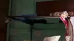 Dehati sex MMS clip