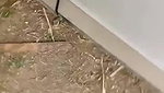Miss Malaika Stripchat Girl Outdoor Public Place Full Nude Gangbang Hardcore Fucking   EPORNER