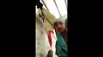 Village girl giving Blowjob to his uncle