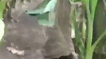 Bhabhi Fucking With Lover Caught By Local Guy and bhabhi run away with lover in bike