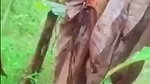 Virgin Tamil girl hairy pussy fingered and riding dick outdoor sex